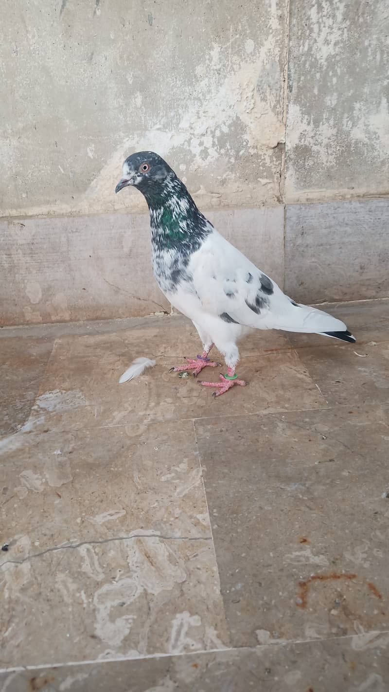 High flyer teddy pigeon kabli gola kabootar 14