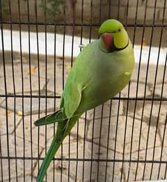 jungle green parrot