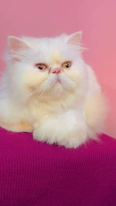 pure peki face persian female for sale triple coated