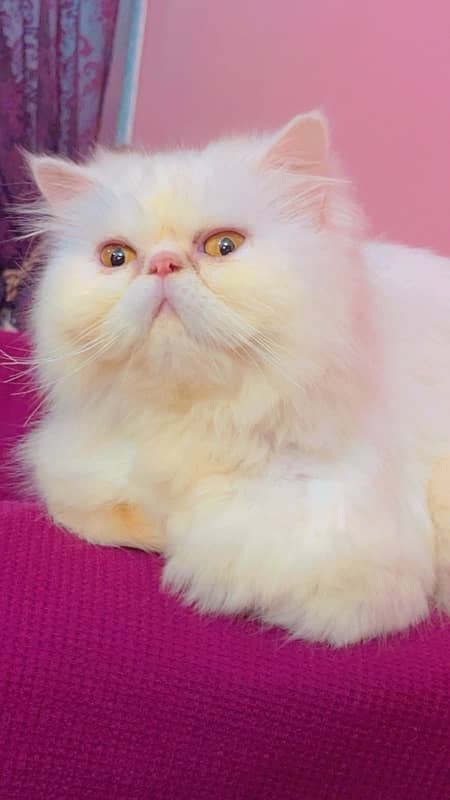 pure peki face persian female for sale triple coated 1