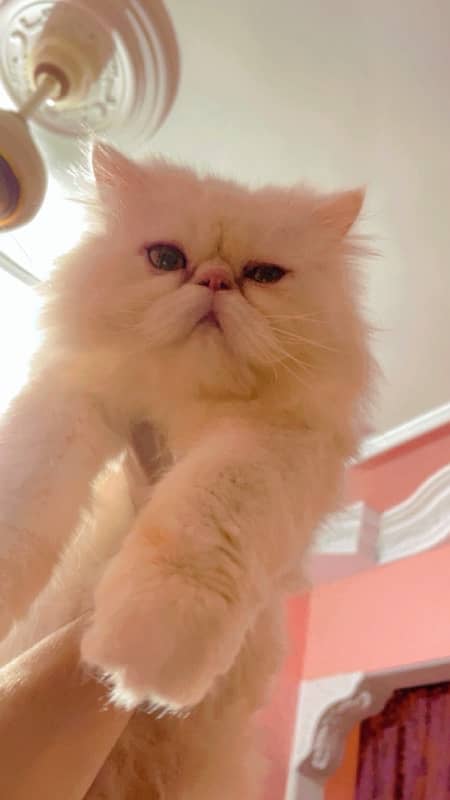 pure peki face persian female for sale triple coated 2