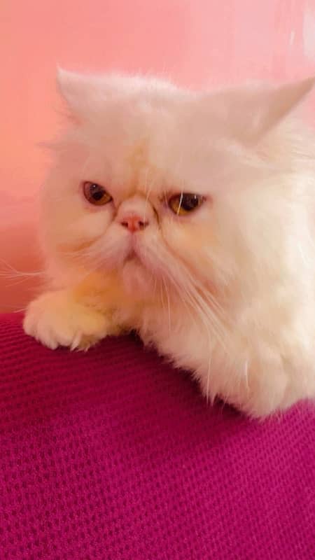 pure peki face persian female for sale triple coated 3