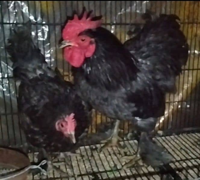 Golden Heavy buff/Blue bantam/golden bantam 03324262191 1