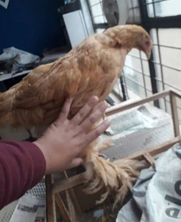 Golden Heavy buff/Blue bantam/golden bantam 03324262191 2