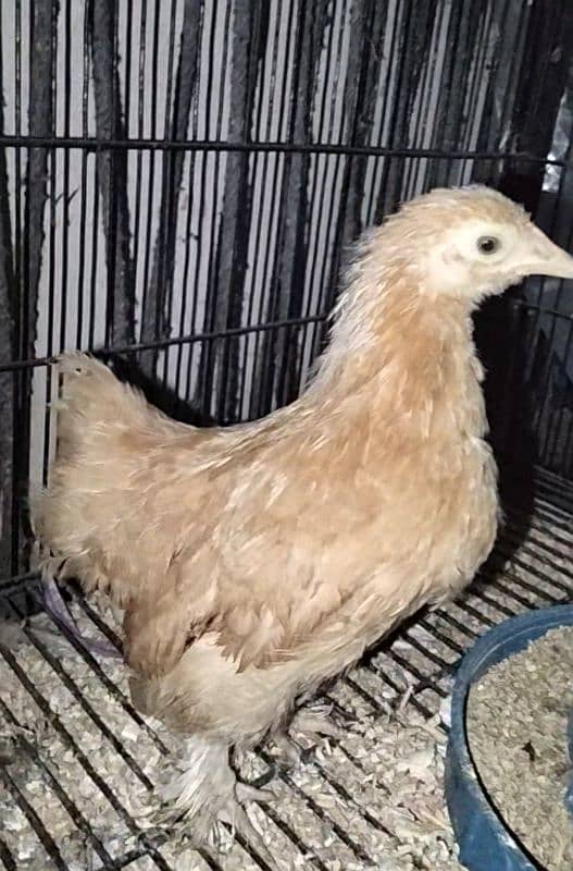 Golden Heavy buff/Blue bantam/golden bantam 03324262191 5