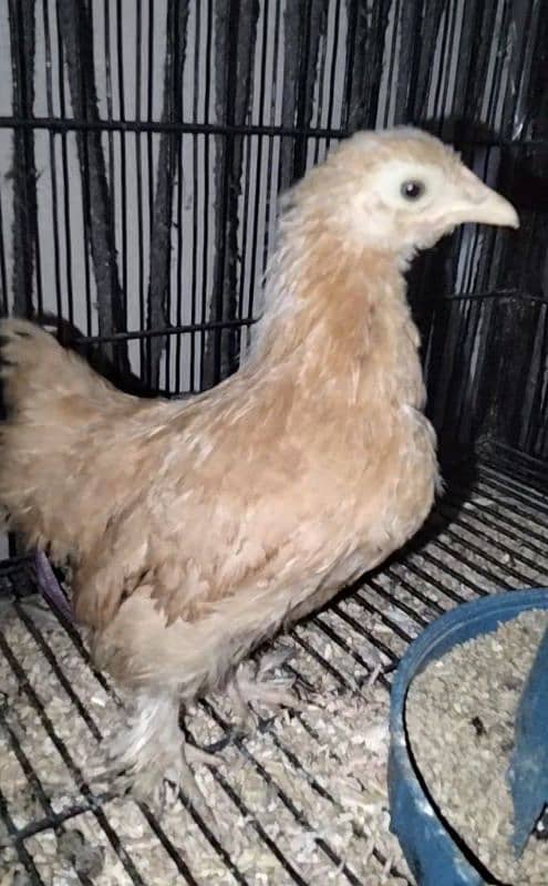 Golden Heavy buff/Blue bantam/golden bantam 03324262191 7