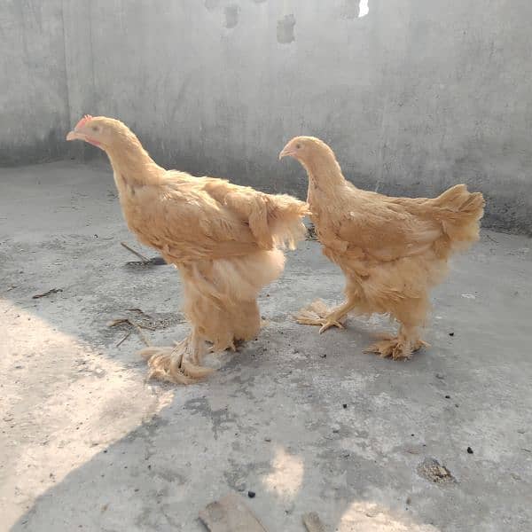 Golden Heavy buff/Blue bantam/golden bantam 03324262191 8