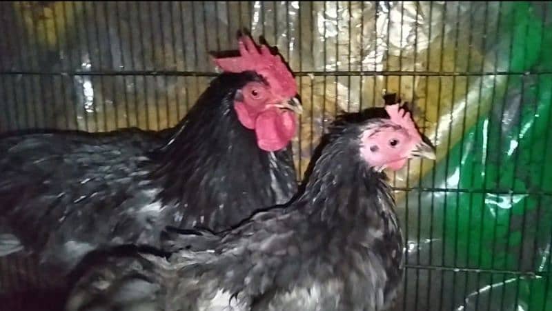 Blue Bantam/golden bantam/Golden heavy buff 2