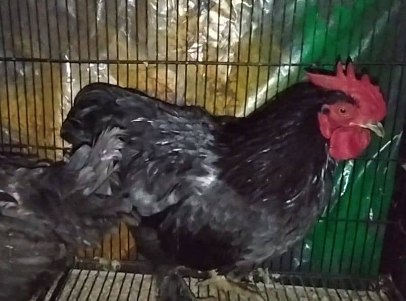 Blue Bantam/golden bantam/Golden heavy buff 3