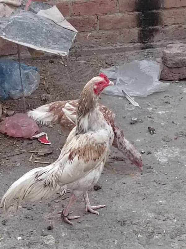 Aseel mianwali pair for sale 0