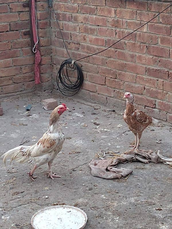 Aseel mianwali pair for sale 4