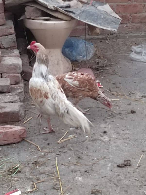 Aseel mianwali pair for sale 5