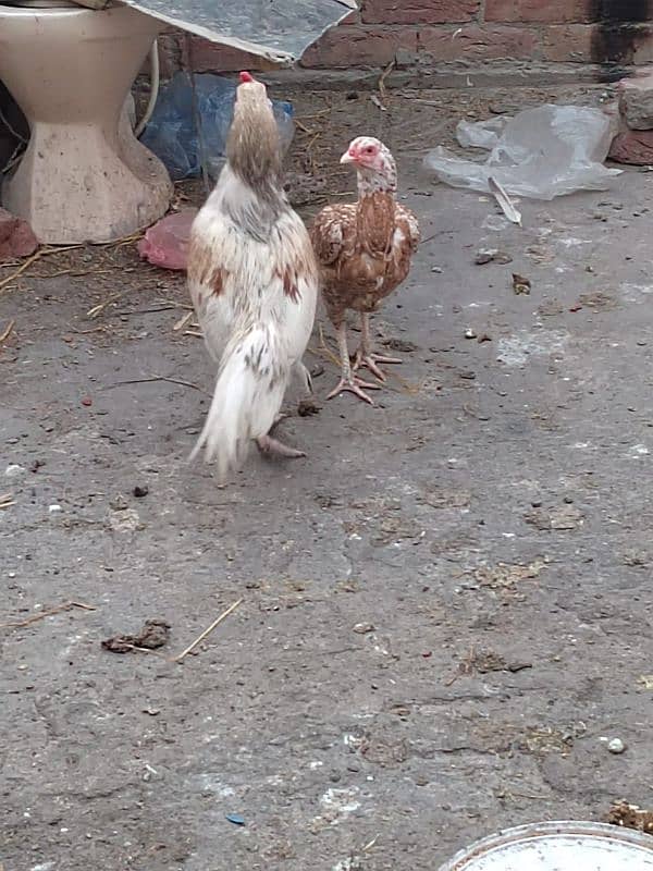 Aseel mianwali pair for sale 10