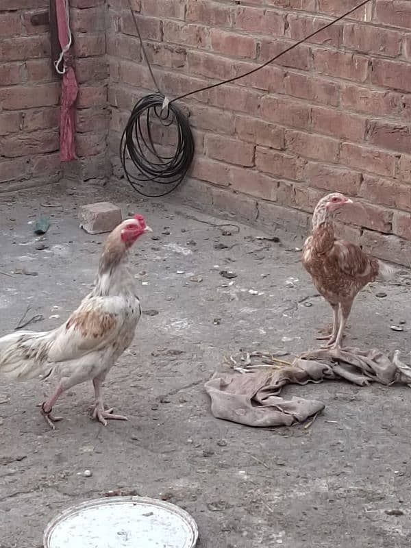 Aseel mianwali pair for sale 12