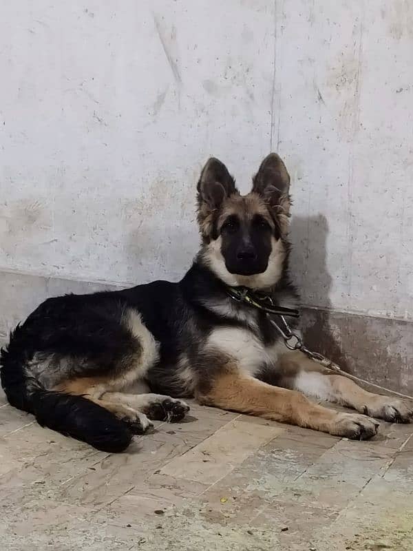 German shepherd dog male & female pair available ha only serious Bayer 9