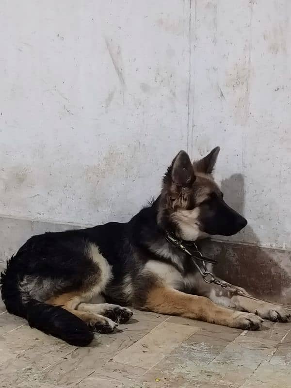 German shepherd dog male & female pair available ha only serious Bayer 10