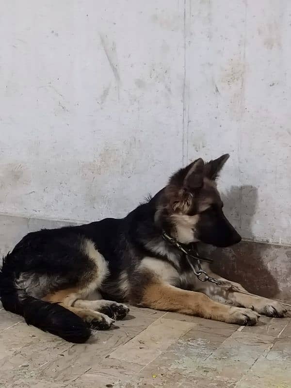 German shepherd dog male & female pair available ha only serious Bayer 11