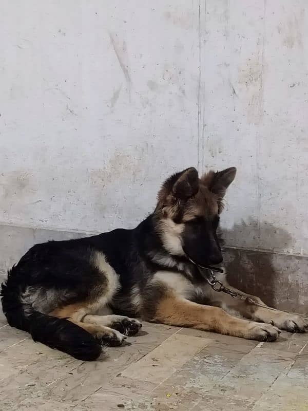 German shepherd dog male & female pair available ha only serious Bayer 12