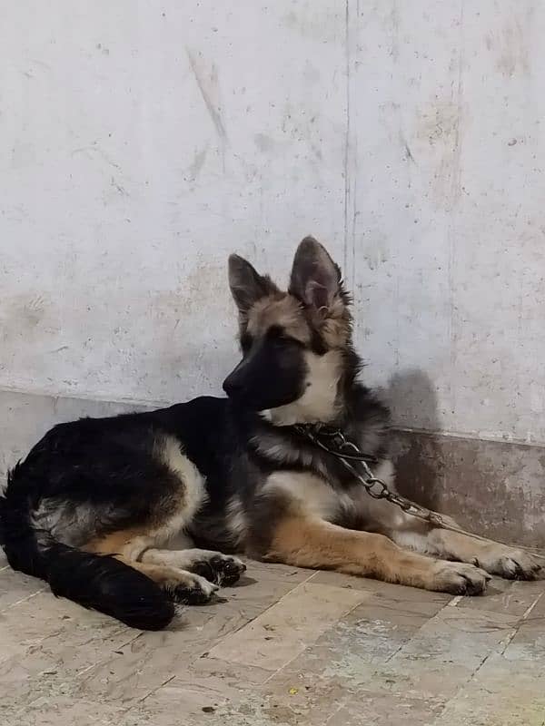 German shepherd dog male & female pair available ha only serious Bayer 13