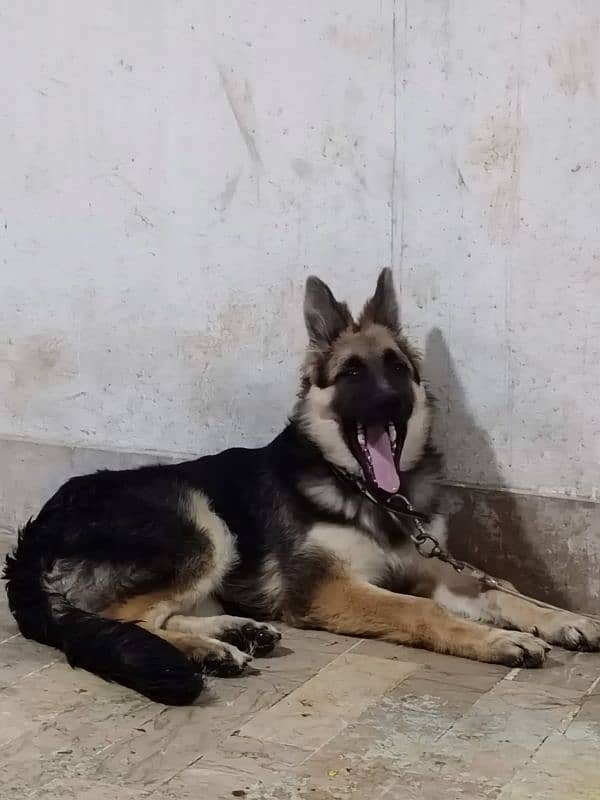 German shepherd dog male & female pair available ha only serious Bayer 14