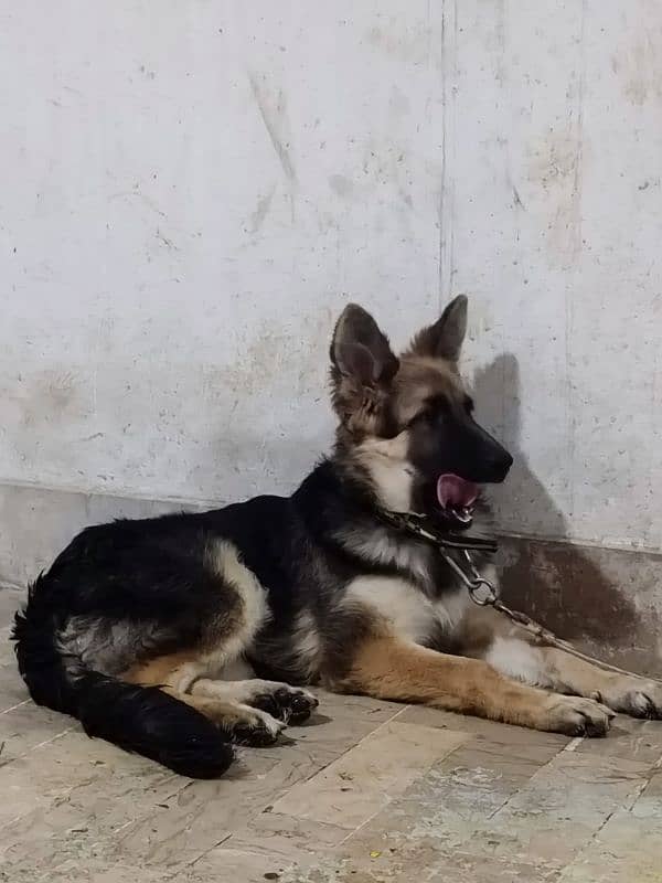 German shepherd dog male & female pair available ha only serious Bayer 15