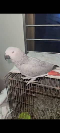 Cango African Gray Hand Tamed Female.