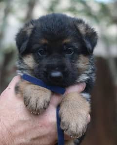 German shepherd puppies