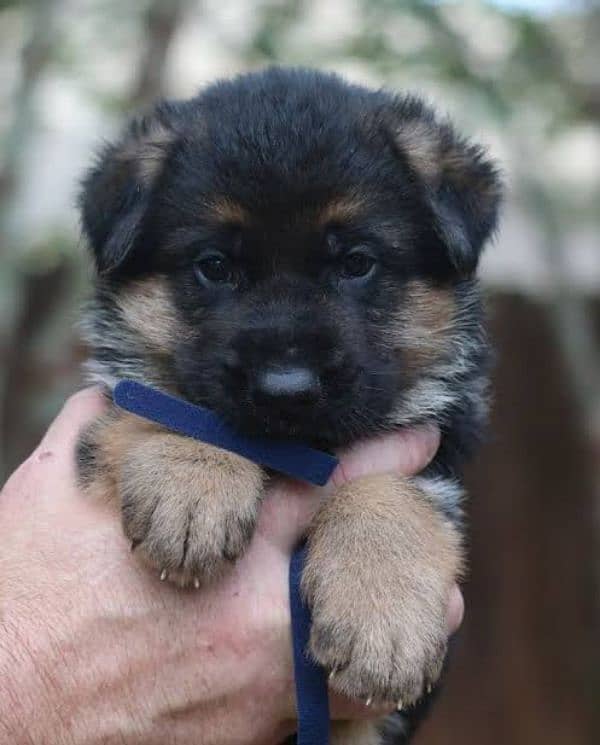 German shepherd puppies 0