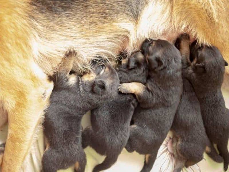 German shepherd puppies 1