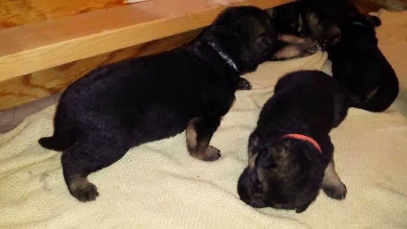 German shepherd puppies 2