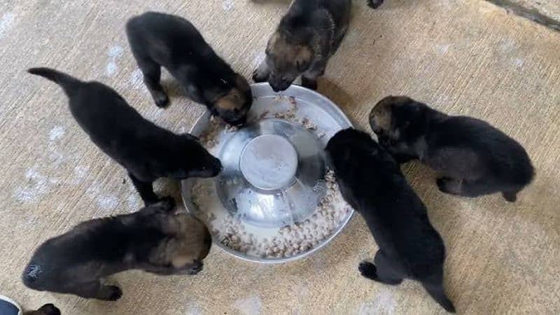 German shepherd puppies 3