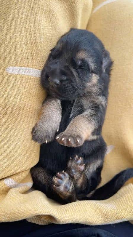 German shepherd puppies 4