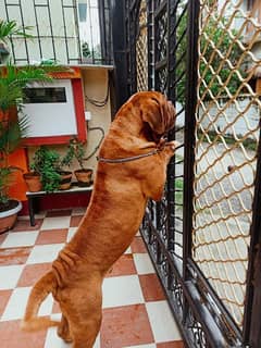 French Mastiff Male 6 Months Imported (only 1 in Pakistan