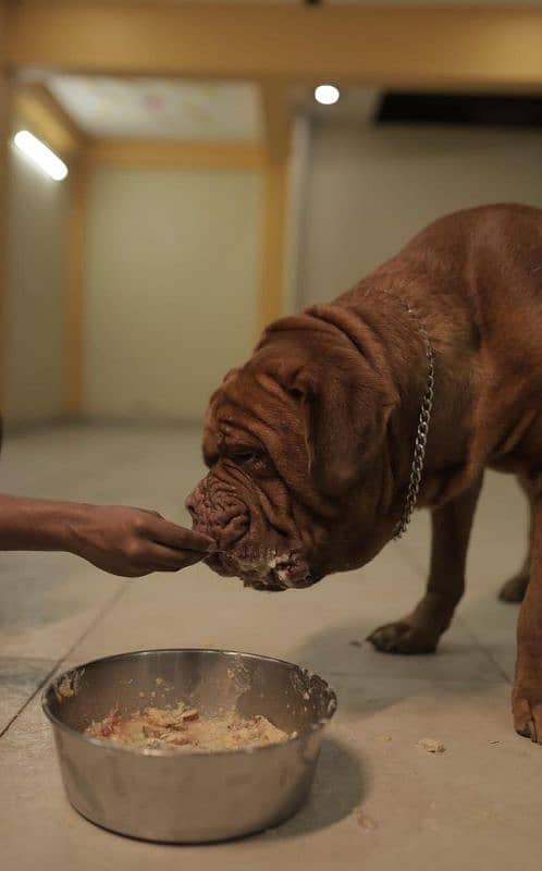 French Mastiff Male 6 Months Imported (only 1 in Pakistan 1