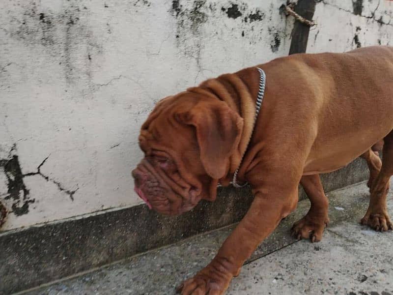 French Mastiff Male 6 Months Imported (only 1 in Pakistan 2