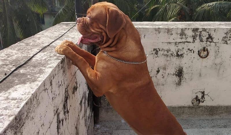 French Mastiff Male 6 Months Imported (only 1 in Pakistan 3