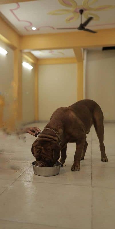 French Mastiff Male 6 Months Imported (only 1 in Pakistan 5