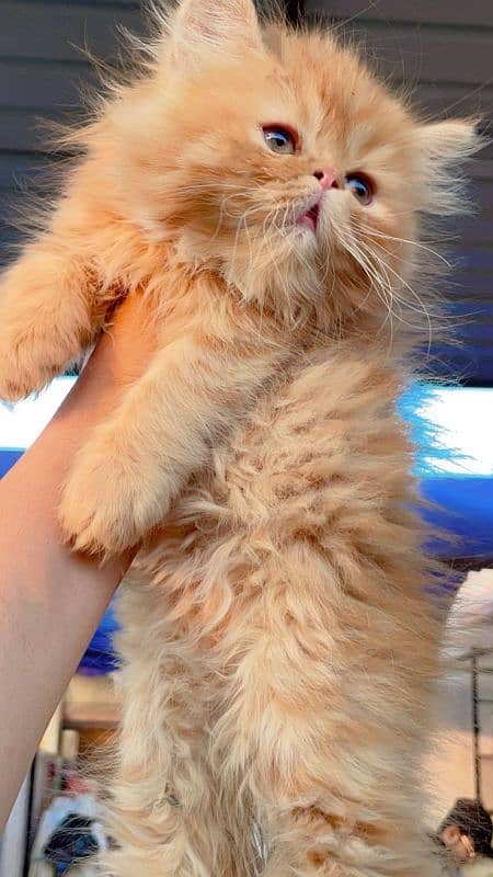 High quality Persian kittens 1