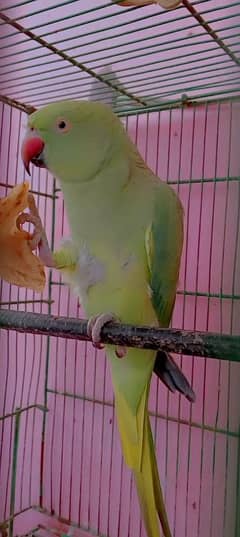 parrot far sale bolne waly tuta