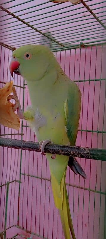 parrot far sale bolne waly tuta 0