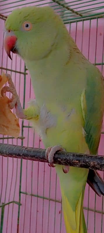 parrot far sale bolne waly tuta 2