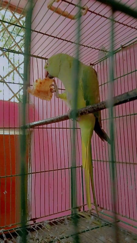 parrot far sale bolne waly tuta 3