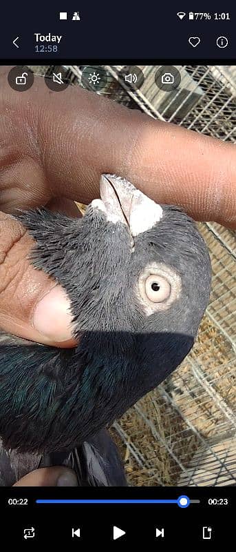 BLACK KHATANG MALE KABLI 1