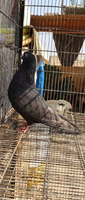 BLACK KHATANG MALE KABLI 3