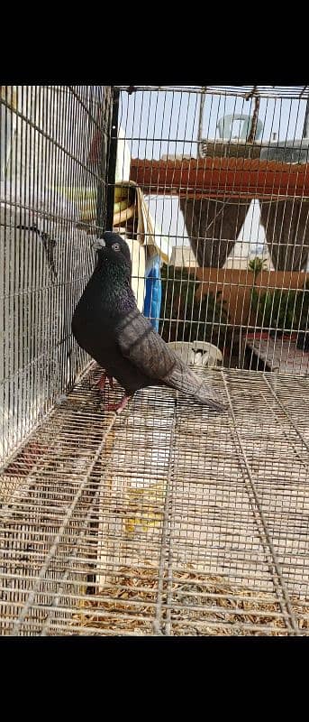 BLACK KHATANG MALE KABLI 5