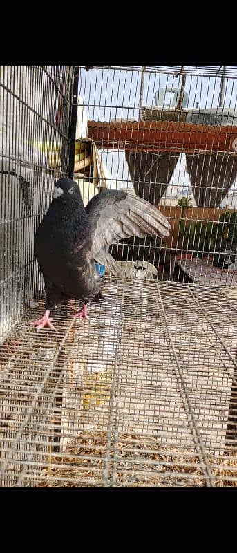 BLACK KHATANG MALE KABLI 6