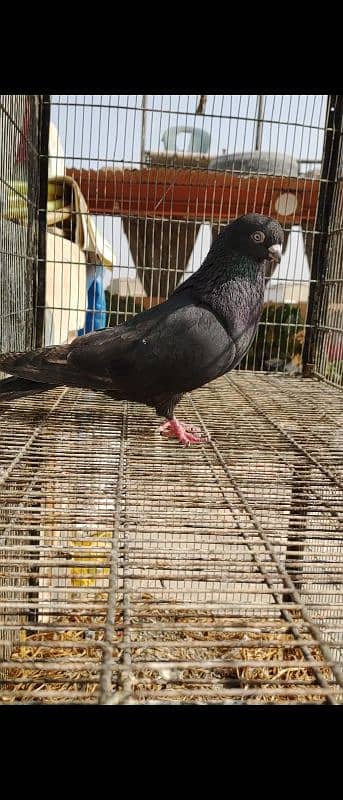 BLACK KHATANG MALE KABLI 7