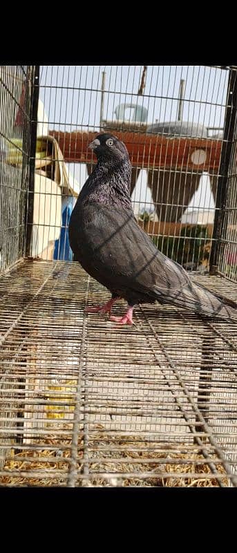 BLACK KHATANG MALE KABLI 8