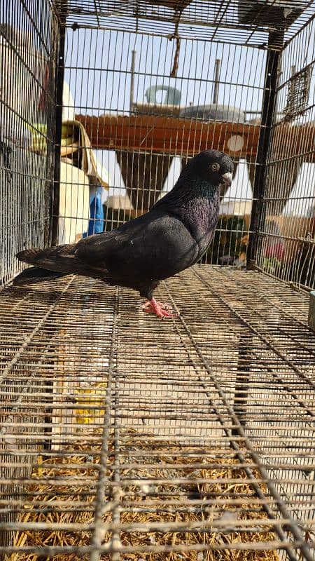 BLACK KHATANG MALE KABLI 9