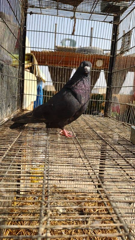 BLACK KHATANG MALE KABLI 12